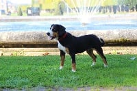 Étalon Bouvier de l'Entlebuch - Nala De Brapêche