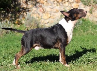 Étalon Bull Terrier - Trick or treat Master blaster