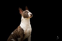 Étalon Bull Terrier Miniature - Lucette du pré de l'égvonne