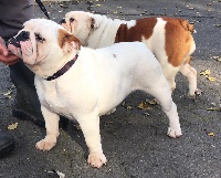 Étalon Bulldog Anglais - Ohana Sexy Bully