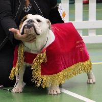 Étalon Bulldog Anglais - Oxi Sexy Bully