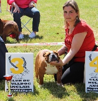 Étalon Bulldog Anglais - Majesty Bull Little sexy bully