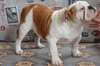Étalon Bulldog Anglais - New york De La Maison D'izzie
