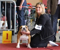 Étalon Bulldog Anglais - that's way bulls Scuderia