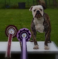 Étalon Bulldog continental - Million dollars Des Dieux De L'arène