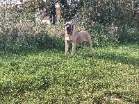 Étalon Cane Corso - Max Des Molosses De Timoulys