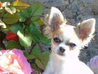 Étalon Chihuahua - Makita (Sans Affixe)