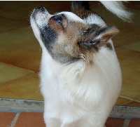 Étalon Chihuahua - Makura (Sans Affixe)