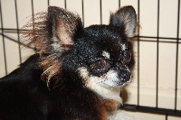 Étalon Chihuahua - Hellie dit lily des Mini Elidyle