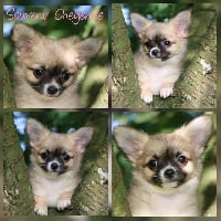 Étalon Chihuahua - Qronicles of narnia ripitchip Souvenir Cheyenne