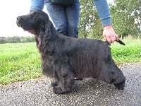 Étalon Cocker Spaniel Anglais - Sheerclever Gallardo