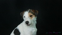 Étalon Parson Russell Terrier - Magic funny boy Des halliers de la lierre