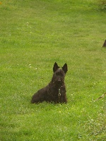 Étalon Scottish Terrier - Guapa du logis d'ayoma