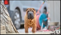 Étalon Shar Pei - Mob wife from the chinese wall