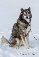 Étalon Siberian Husky - Apache iii Leva neve