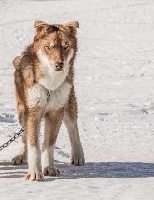 Étalon Siberian Husky - Muxu du Williwaw