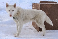 Étalon Siberian Husky - Ice queen du Williwaw