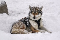 Étalon Siberian Husky - Devil du Williwaw