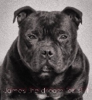 Étalon Staffordshire Bull Terrier - James The Dream For Still