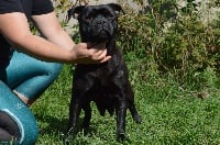 Étalon Staffordshire Bull Terrier - Imperial black fairy du grand Molosse