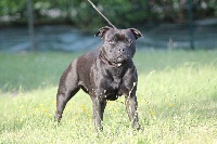 Étalon Staffordshire Bull Terrier - CH. Ithais lord jesukay at staffi'n red Black Bulldiamonds
