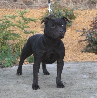 Étalon Staffordshire Bull Terrier - *bella* j ch my little bomber Des Fées Noires