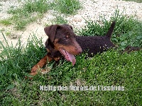 Étalon Terrier de chasse allemand - Nélite Des Marais De L'Essonne
