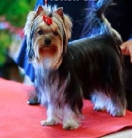 Étalon Yorkshire Terrier - Queen cherry Orchidee De Chrystal