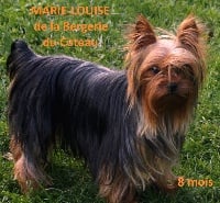 Étalon Yorkshire Terrier - Marie-louise De la Bergerie du Coteau