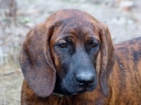 Étalon chien de Rouge de Hanovre - Piper (Sans Affixe)