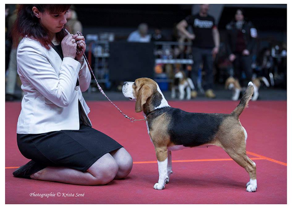 Publication : De La Meute D'astérion 