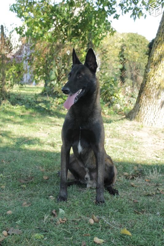 Inouck des gardiens de la morerie