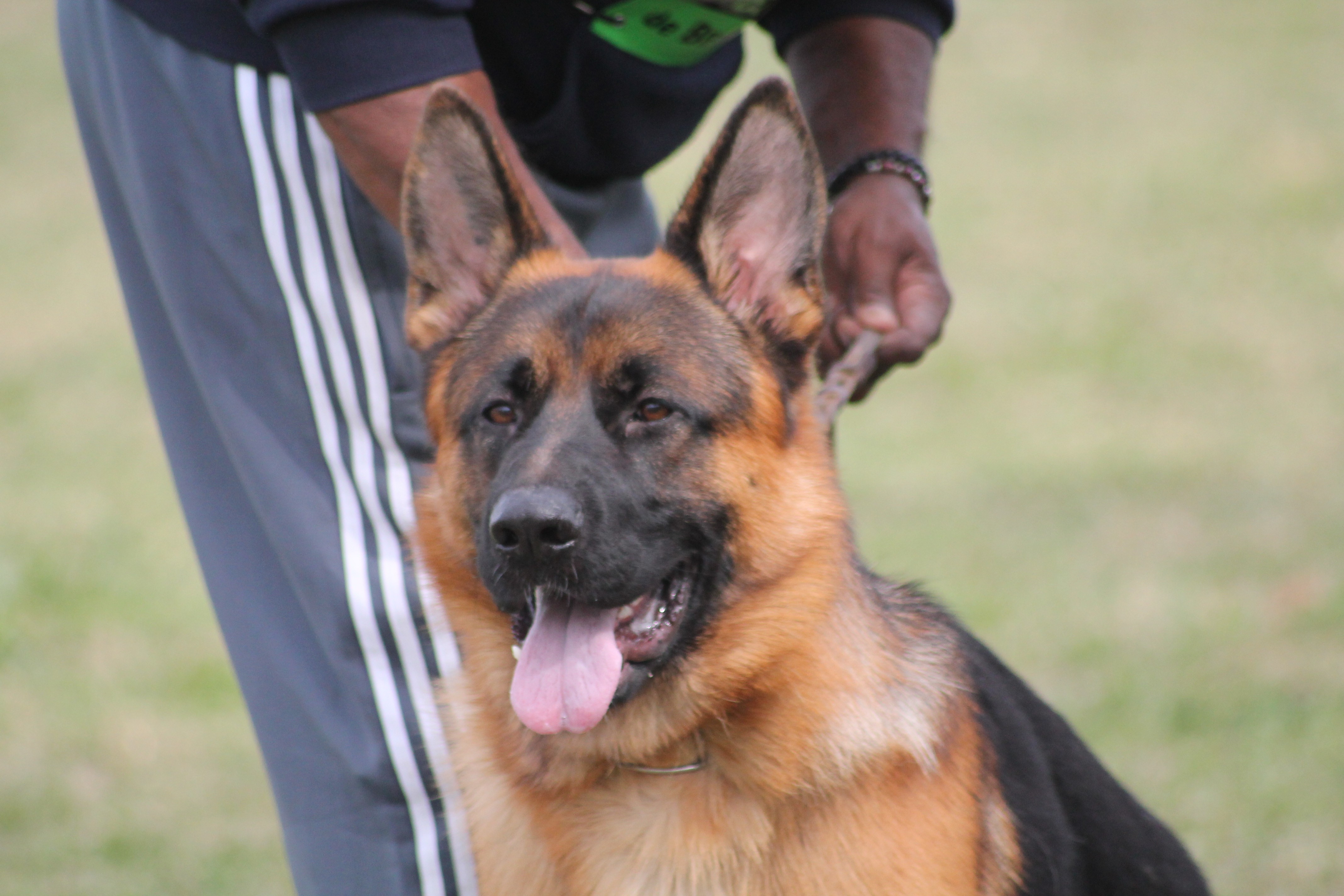 Publication : De La Vallee Des Mustangs 