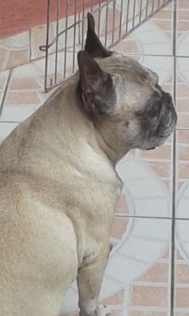 Andie De la vallee des lutins bleus