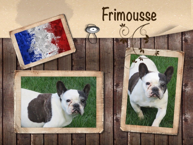 Doggy Dog Frimousse
