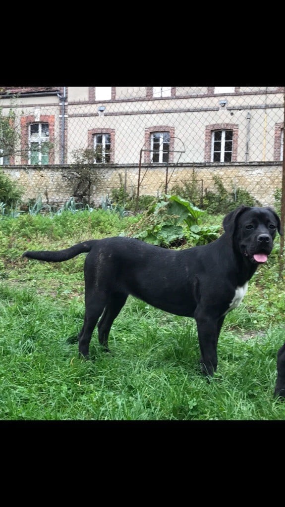 Publication : Des Anges De Cobra Auteur : LAVAL.S