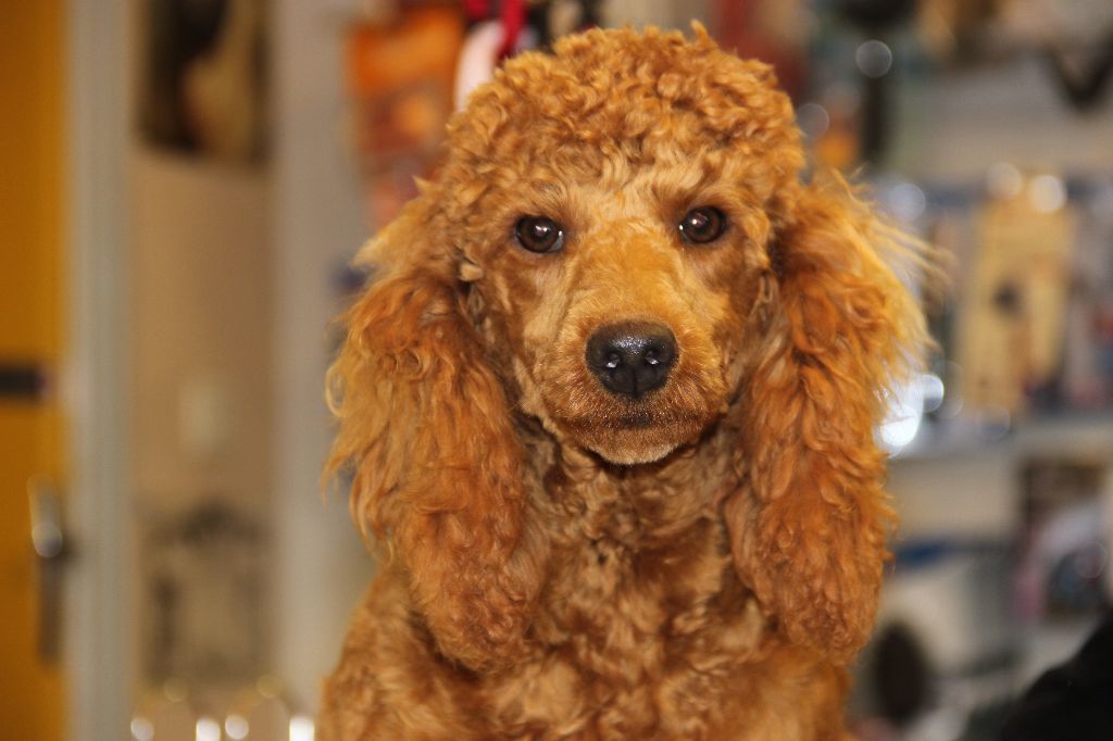 Publication : Du pré moussey Auteur : jocelyne poupon