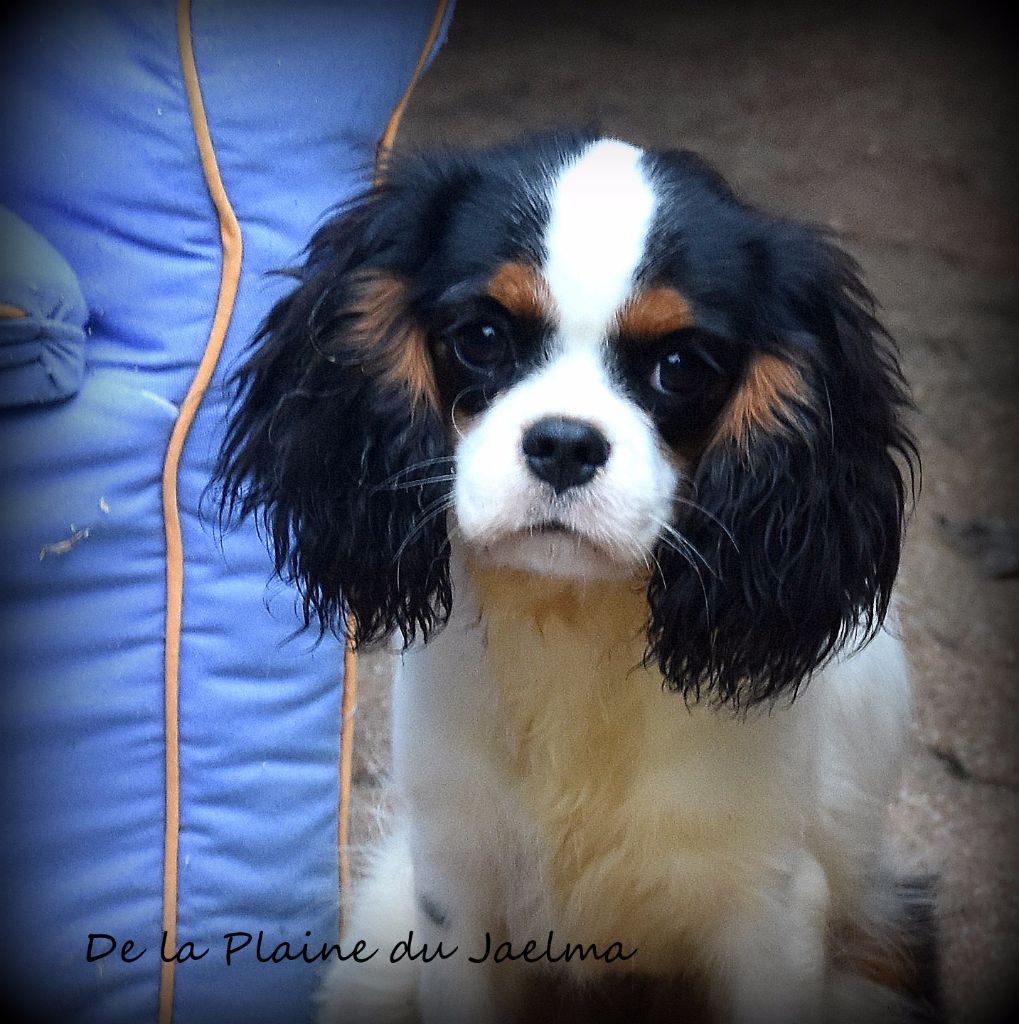 Publication : de la plaine du Jaelma