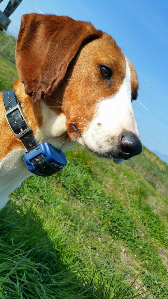 Publication : Du Pont Pyrimont 