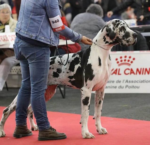 Publication : D'Arkhyn's Asylum 