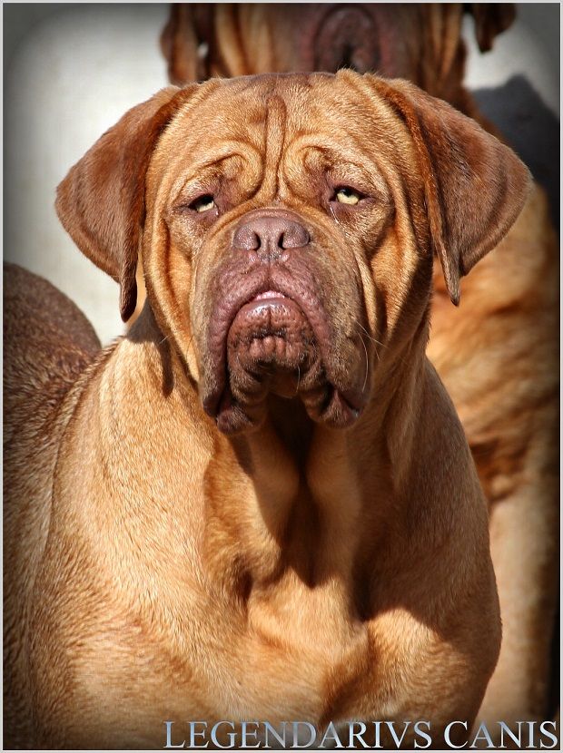 Legendarivs Canis Liiilii purple