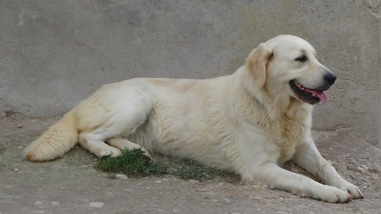 Laïka Du Paradis D'indiana