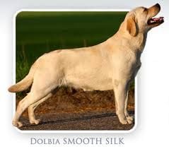 dolbia Smooth silk
