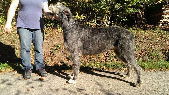 CH. Irish clover hound of hovel