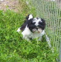 Mishi du Moulin de la Terrasse