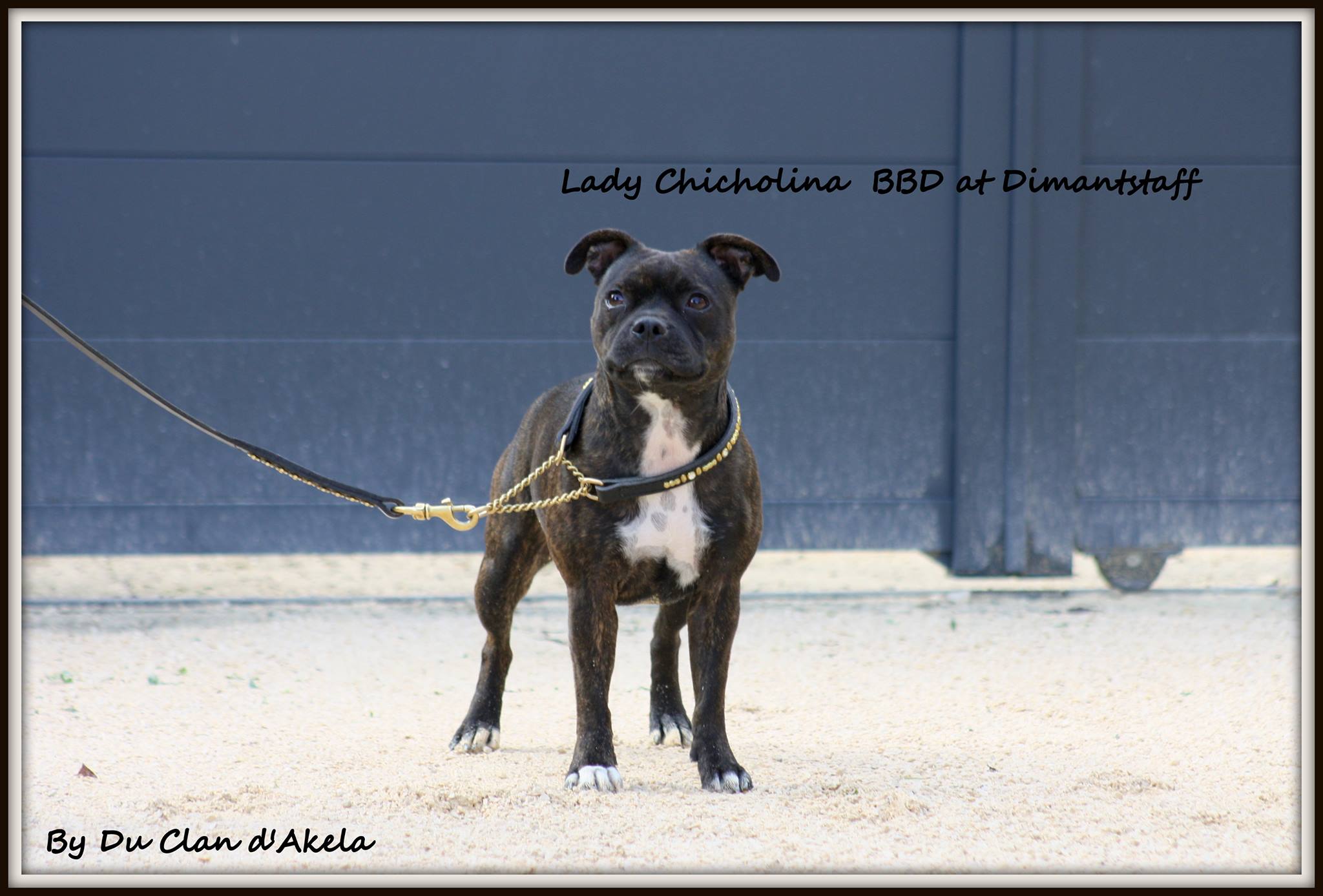 Publication : Du Clan D'Akela