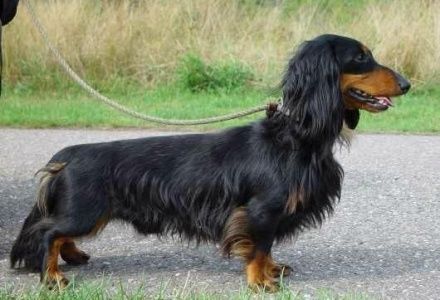 CH. Fanfan noir le petit arlequin