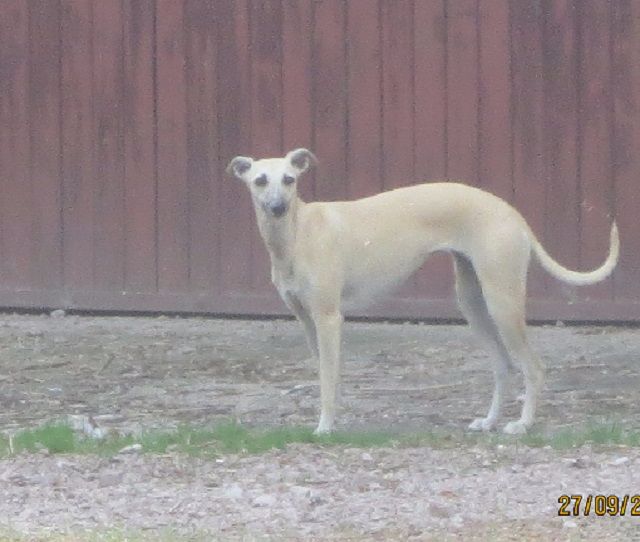 Publication : des Joyaux d'Alésia Auteur : Des Joyaux D'Alésia