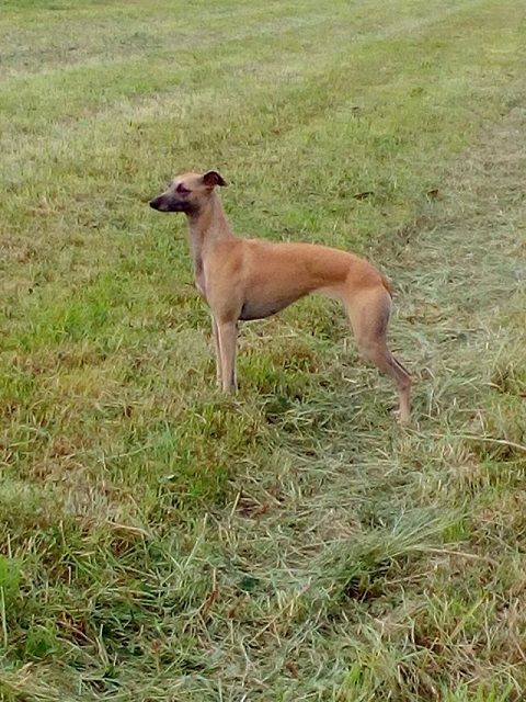 Jasmine charmeuse (Sans Affixe)