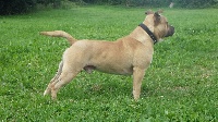 Étalon American Staffordshire Terrier - Malone (Sans Affixe)